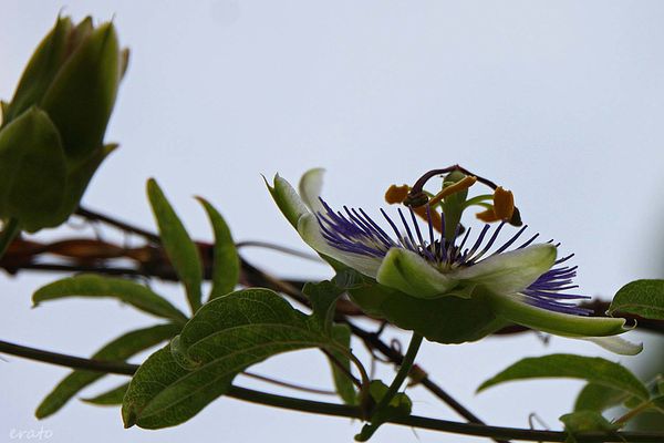 4juillet2012--papillon--clematite---champignon-017a.jpg