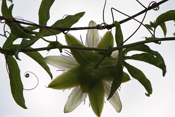 4juillet2012--papillon--clematite---champignon-024a.jpg