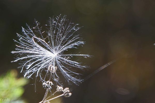 9juillet2012--fleurs-015a.jpg