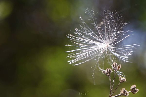 9juillet2012--fleurs-016a.jpg
