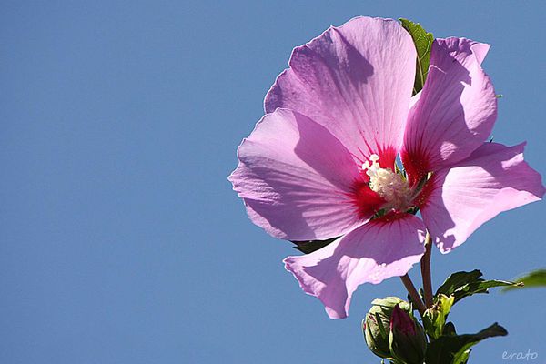 9juillet2012-fleurs-013a.jpg