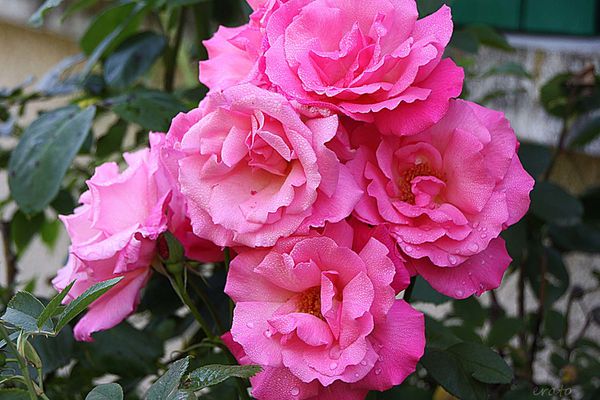 9juillet2012-fleurs-061a.jpg