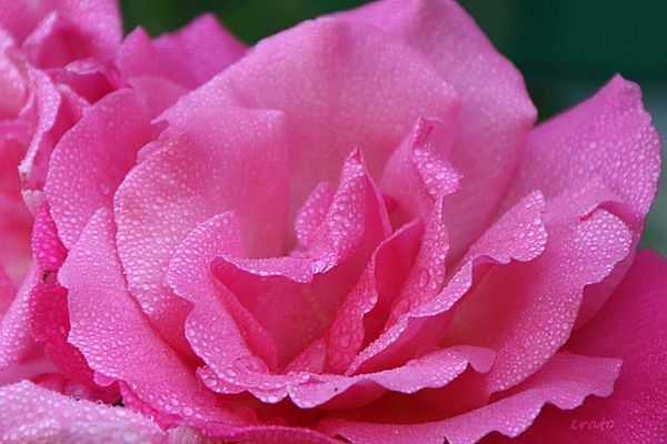 9juillet2012-fleurs-064a.jpg