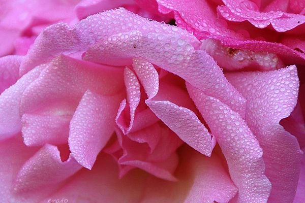 9juillet2012-fleurs-065a.jpg