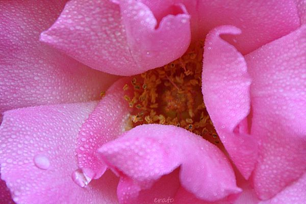 9juillet2012-fleurs-068a.jpg