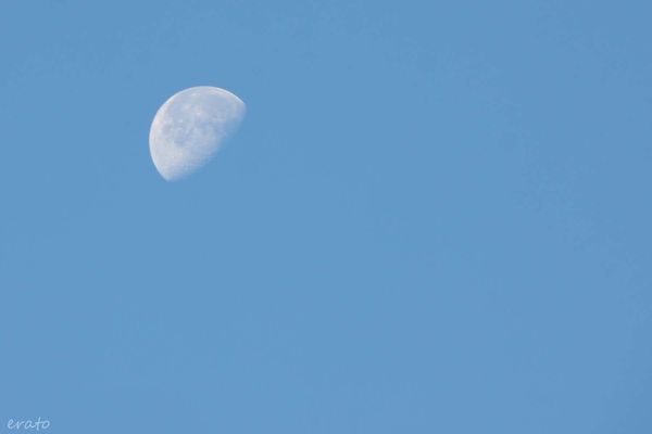 9juillet2012-fleurs-086a.jpg