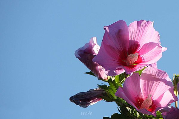 9juillet2012-fleurs-087a.jpg