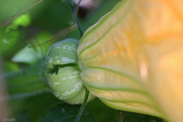 21juillet-2012--fleur-de-courgette-020a.jpg