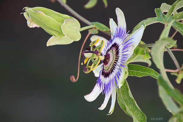 31juillet2012--fleurs-008a.jpg