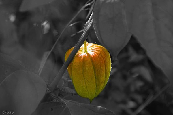 13aout-2012--nature-038a.jpg