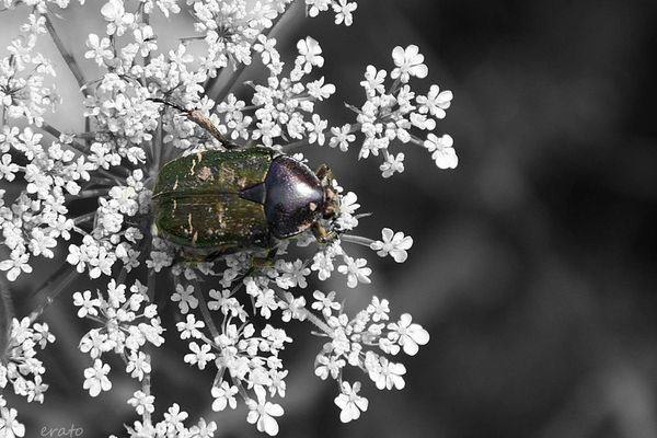 13aout-2012--nature-044a.jpg