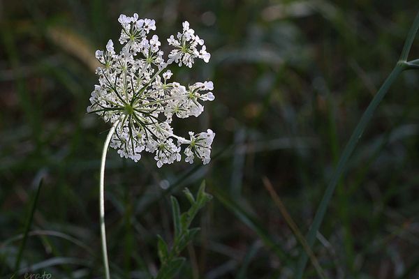 16aout-2012---fleurs-007a.jpg