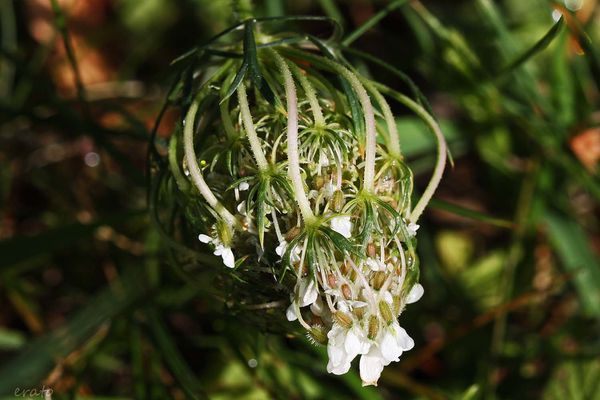 16aout-2012---fleurs-015a.jpg