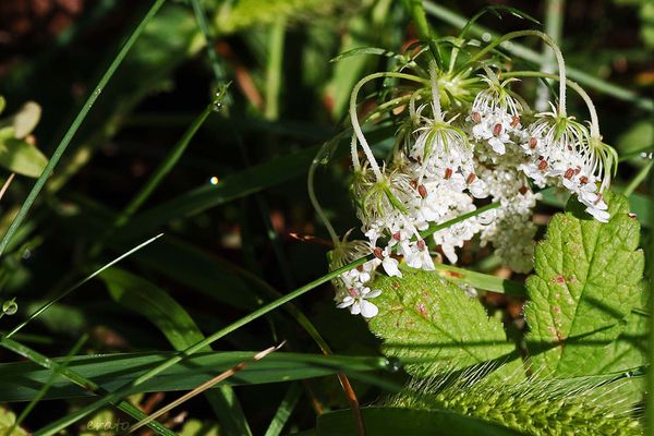 16aout-2012---fleurs-017a.jpg