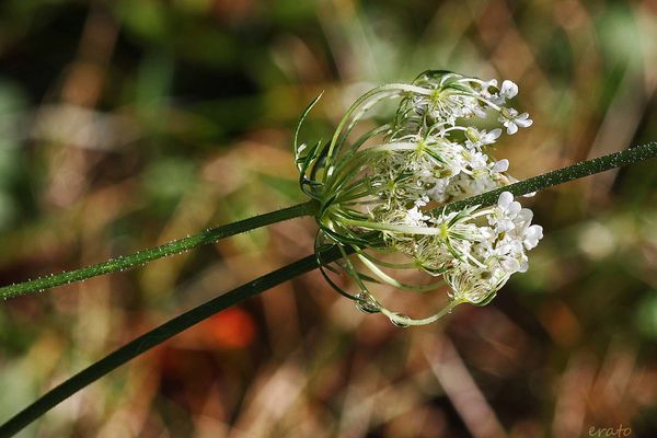 16aout-2012---fleurs-020a.jpg