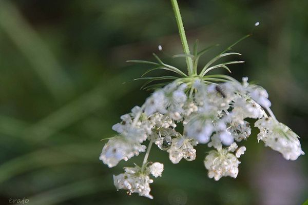 16aout-2012-004a_modifie-1.jpg