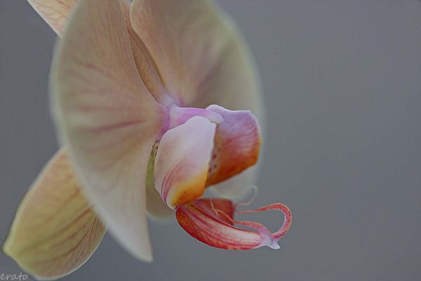 18aout-2012---orchidees-030a.jpg