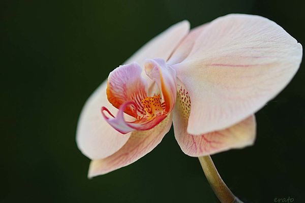 18aout-2012---orchidees-040a.jpg