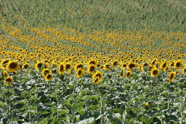 2juillet2011---tournesols---101-a.jpg