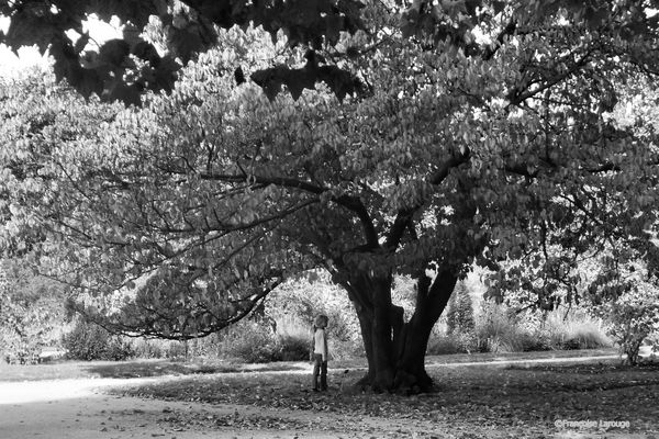 SolitudeJardinPlantes©21-10-2013-Françoise Larou-copie-1