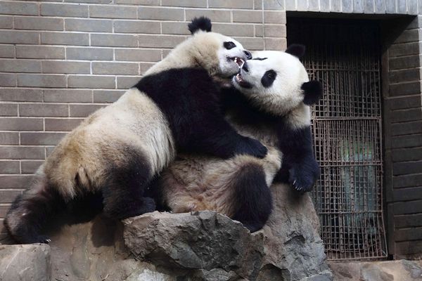 sem13novl-Z2-Recreation-pandas-geants-Chine.jpg