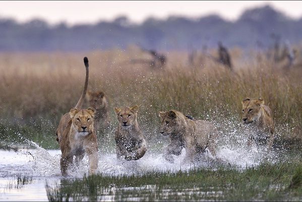 sem14sepg-Z15-Jeux-d-eau-lions-Botswana.jpg