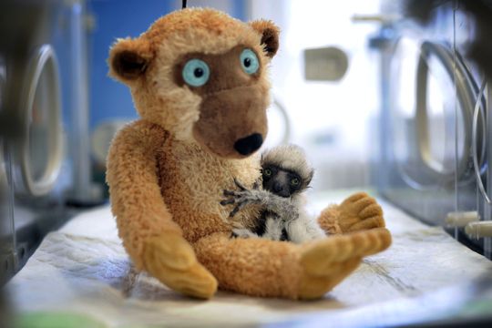 actu-2009-7-naissance-lemurien.jpg