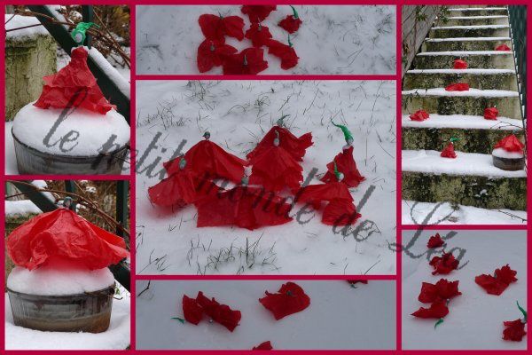 coquelicots.jpg