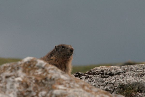 Marmottes 001