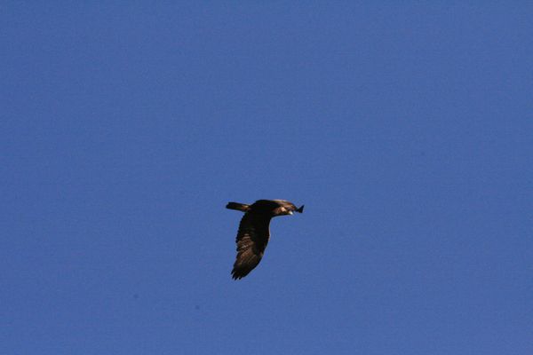 100522 Aigle 045