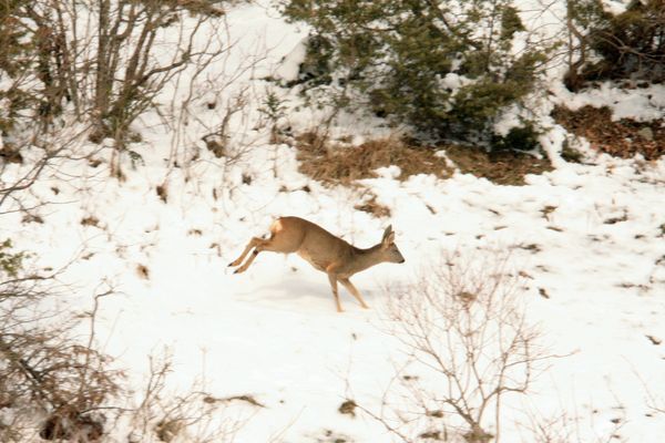 100312 Chamois Chevreuils 012