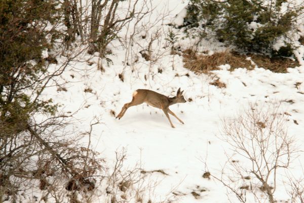 100312 Chamois Chevreuils 015