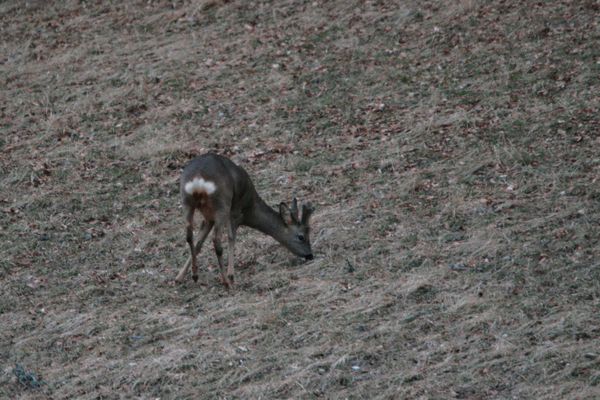 110128 Chevreuils 138