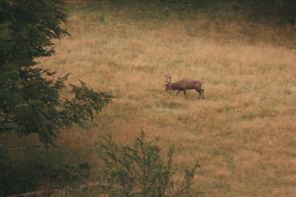 110916 Brâme du Cerf 014