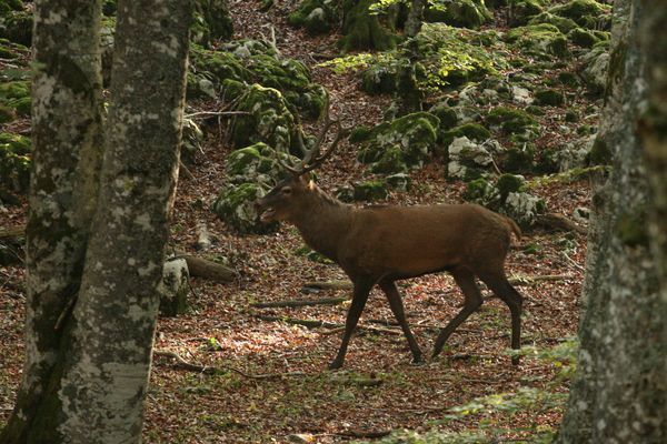 111010 Cerfs 004
