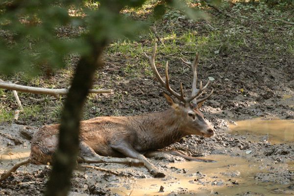 111010 Cerfs 017