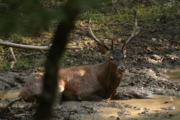 111010 Cerfs 020