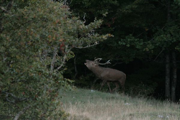 Brame Cerf 049