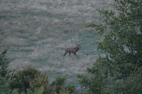 Brame Cerf 054