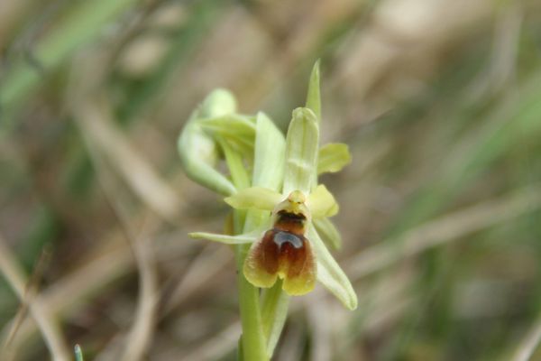 120324 Ophrys 015