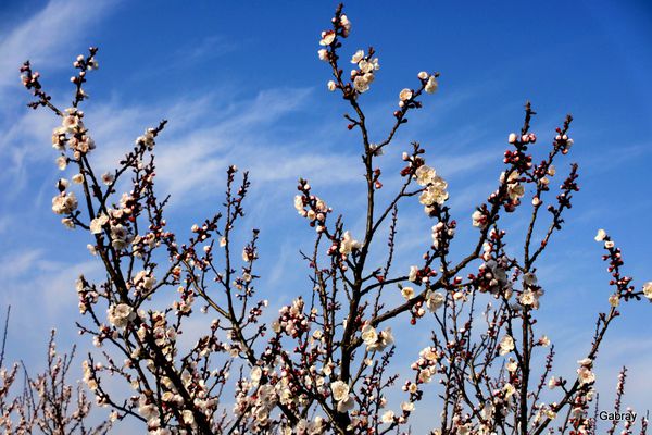 n08---Branches.JPG