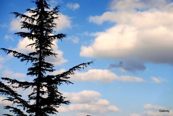 s06---Arbre-et-ciel.JPG