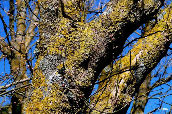 u06---Envahi-de-lichen.JPG