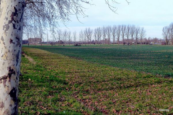 v03 - Haie d'arbres