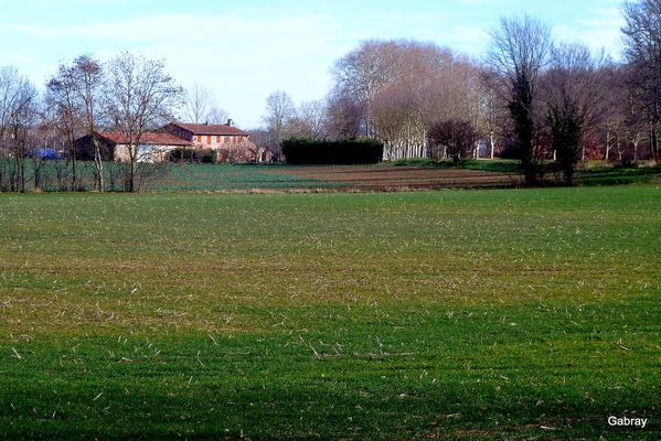 v04---Ferne-et-platanes.JPG