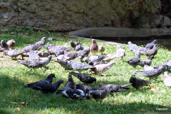 z02 - groupe de pigeons