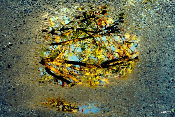 R02---Branches.JPG