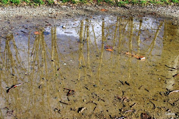 T04---Reflets.JPG