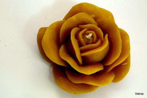 n09---rose.JPG