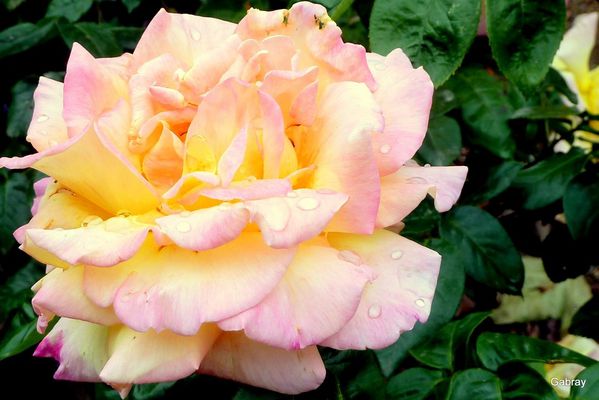 u01---Belle-rose.JPG